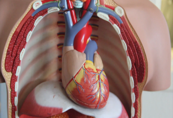 VIDEO: Human organs focus of Biology PBL