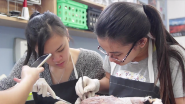 VIDEO: Anatomy, Physiology students begin cat dissections