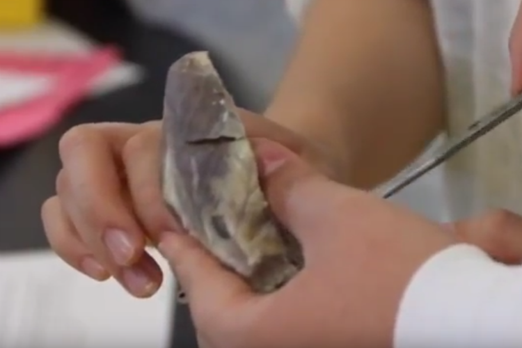 VIDEO: Students partake in heart dissections