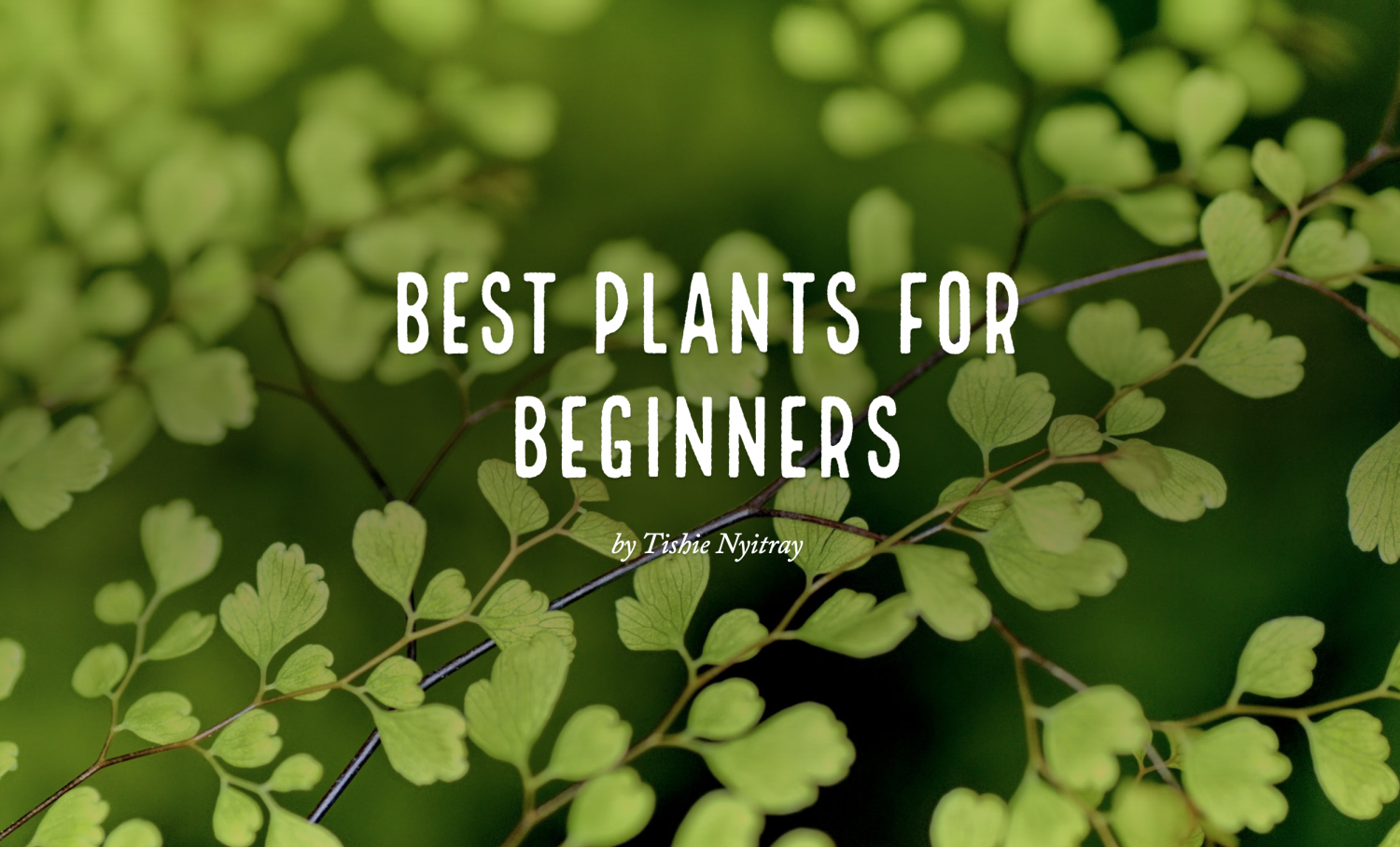 Spark: Best Plants for Beginners