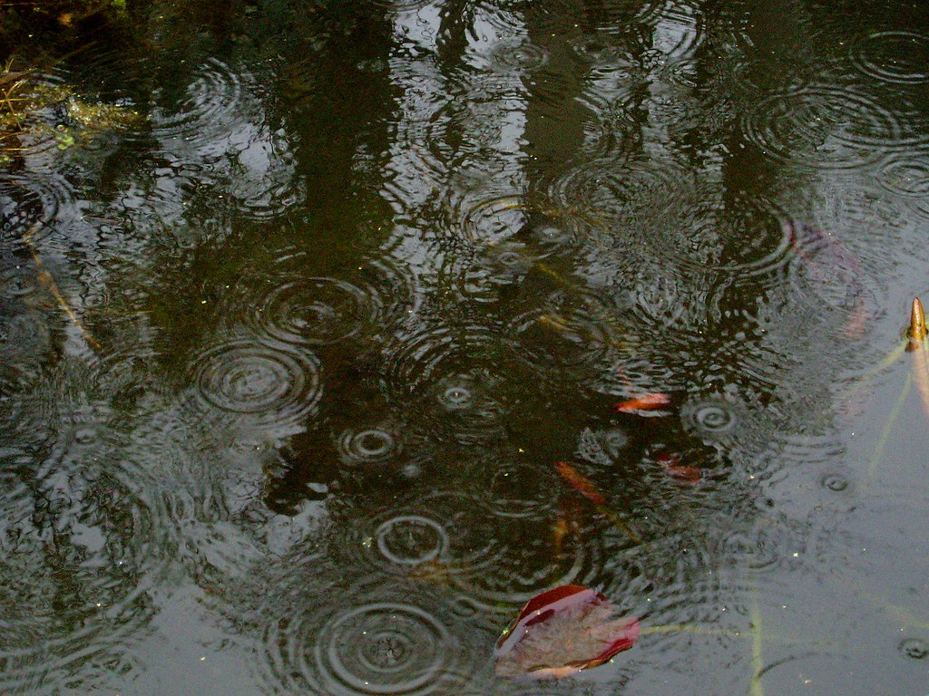 Rain Study 3 by amandabhslater is licensed under CC BY-SA 2.0. To view a copy of this license, visit https://creativecommons.org/licenses/by-sa/2.0/?ref=openverse.