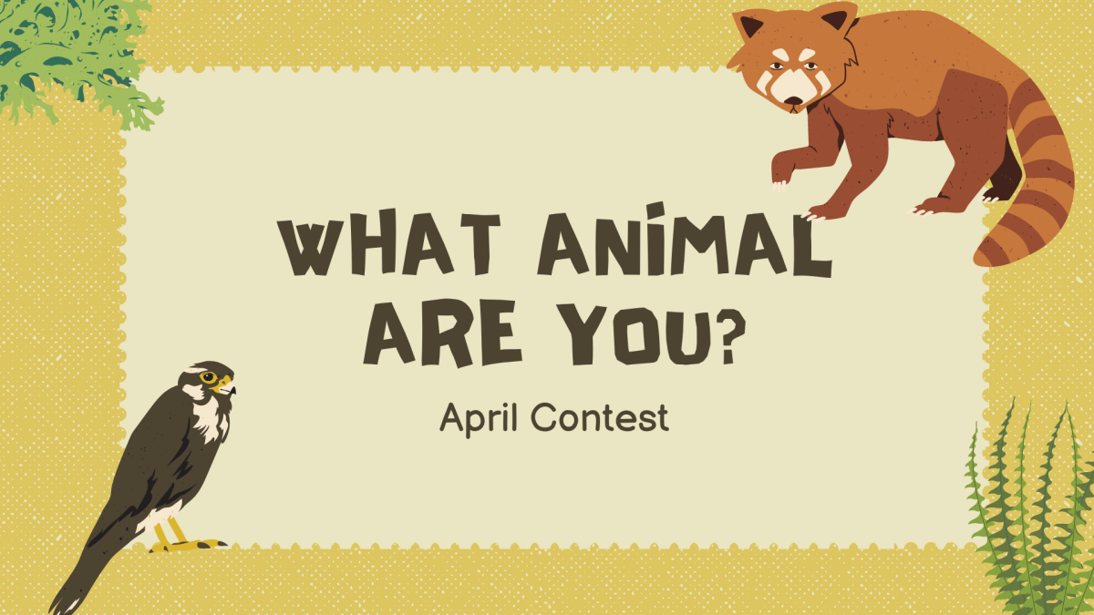 What Animal Are You? Contest