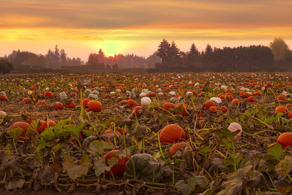 "Pumpkin field at sunset, Willamette Valley, Oregon" by Bonnie Moreland (free images) is marked with Public Domain Mark 1.0. To view a copy of this license, visit: https://creativecommons.org/publicdomain/mark/1.0/