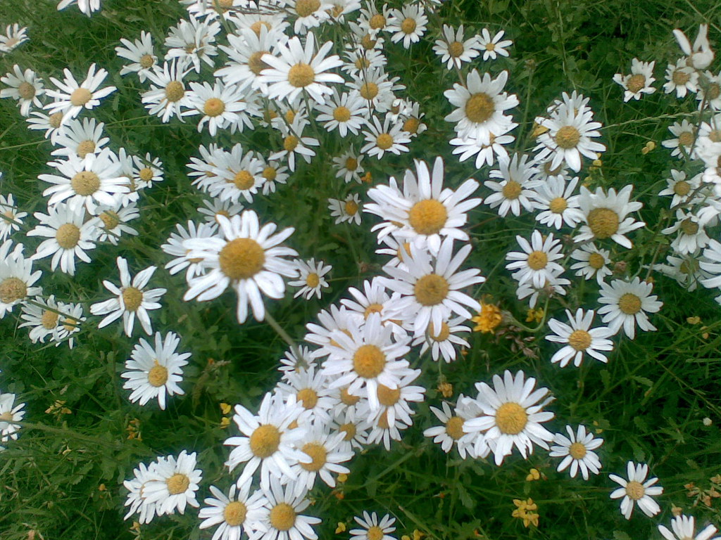 "daisys" by osde8info is licensed under CC BY-SA 2.0. To view a copy of this license, visit:  https://creativecommons.org/licenses/by-sa/2.0/