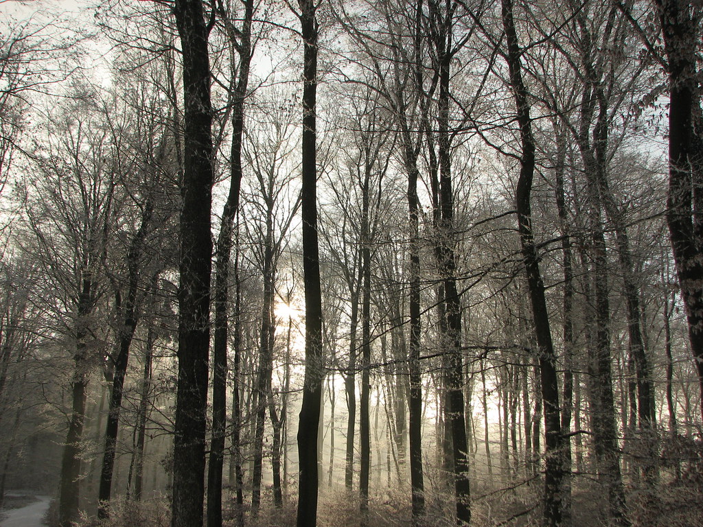 "snowy forest" by blacklord is licensed under CC BY 2.0. To view a copy of this license, visit:  https://creativecommons.org/licenses/by/2.0/