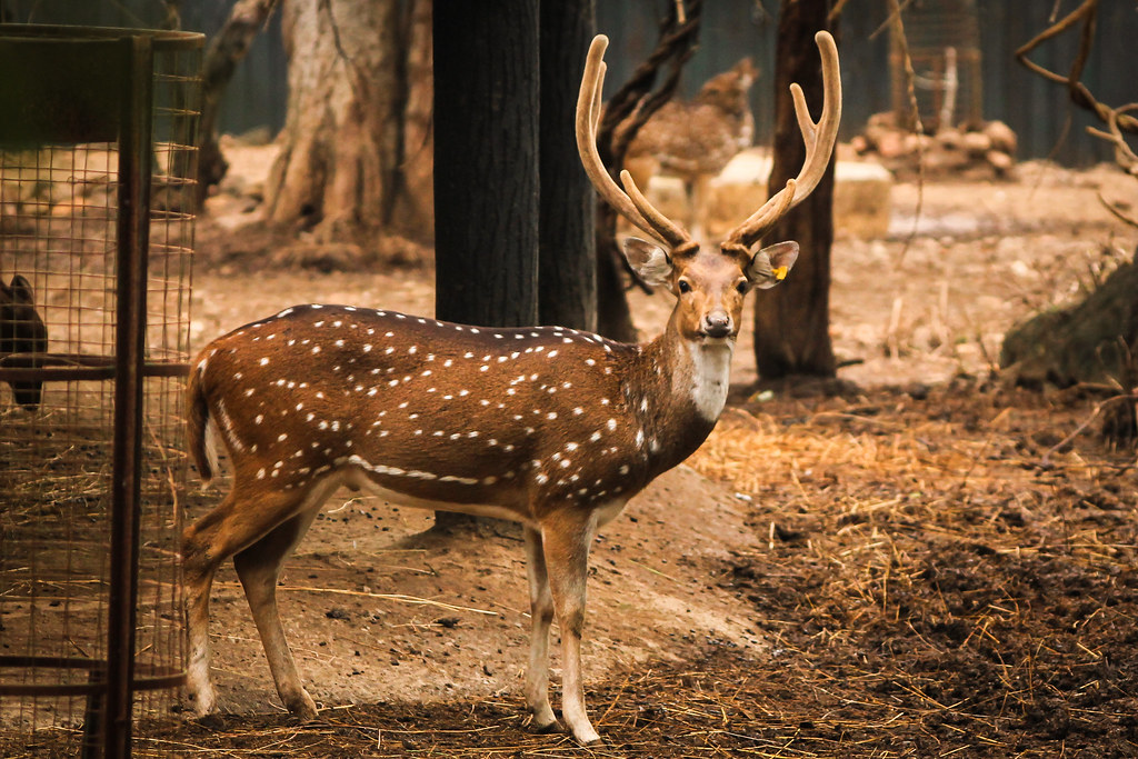 "Spotted Deer or the Chital" by Vijay Sonar is licensed under CC BY 2.0. To view a copy of this license, visit:  https://creativecommons.org/licenses/by/2.0/