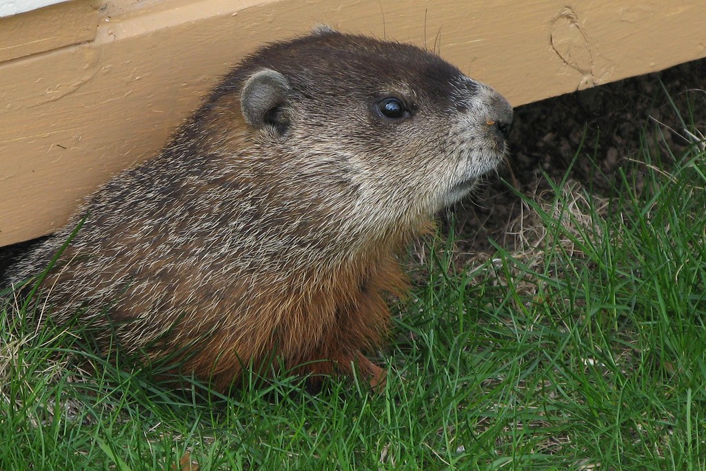 "Jour de la marmotte -- Groundhog Day" by Gilles Gonthier is licensed under CC BY 2.0. To view a copy of this license, visit: https://creativecommons.org/licenses/by/2.0/