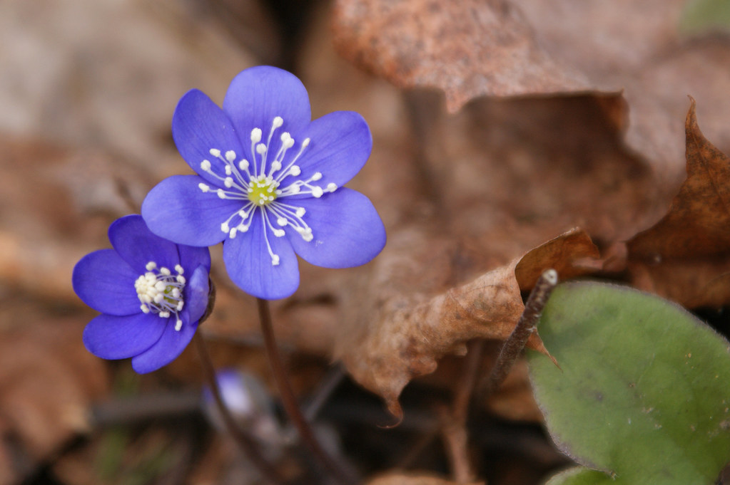 "Spring scene with Liverleaf" by randihausken is licensed under CC BY-SA 2.0. To view a copy of this license, visit: https://creativecommons.org/licenses/by-sa/2.0/