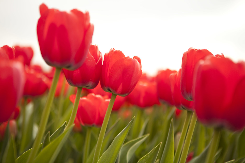 "Tulips" by erikwestrum is licensed under CC BY 2.0. To view a copy of this license, visit:  https://creativecommons.org/licenses/by/2.0/