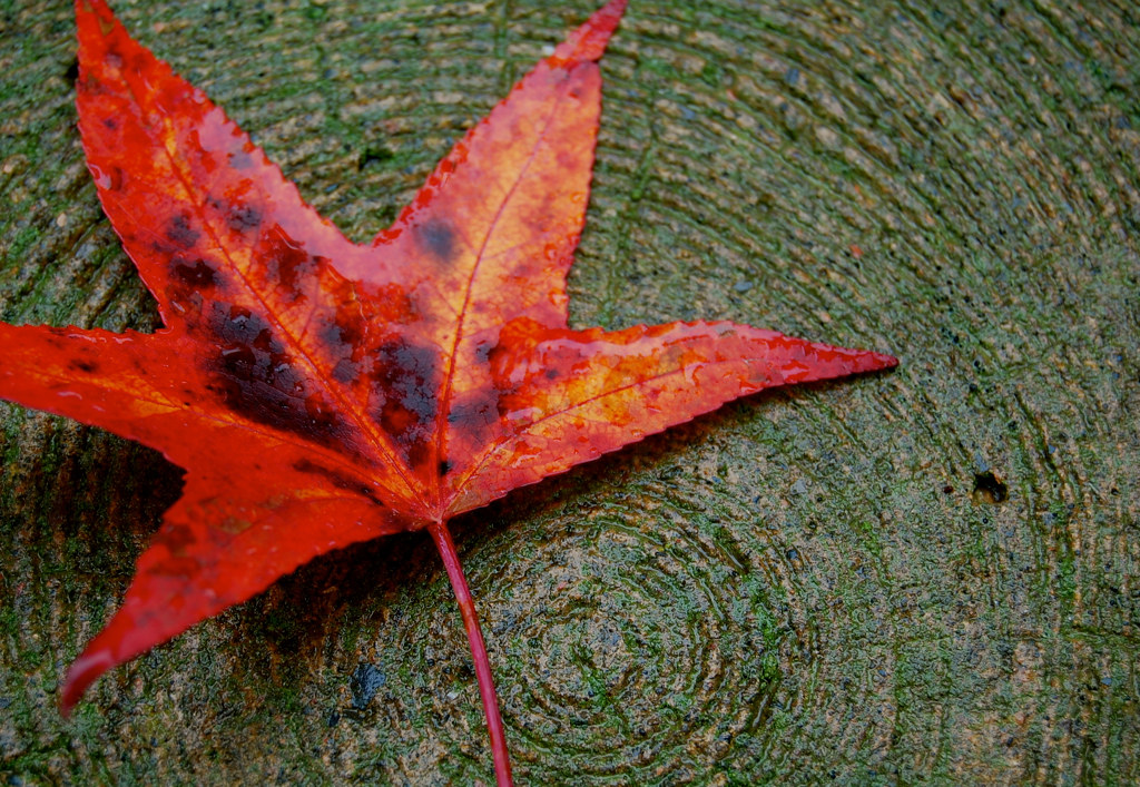 "fall leaf" by JustyCinMD is licensed under CC BY 2.0. To view a copy of this license, visit https://creativecommons.org/licenses/by/2.0/?ref=openverse.