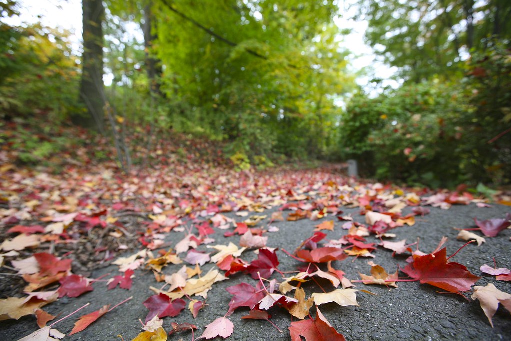 "fall" by eschipul is licensed under CC BY-SA 2.0. To view a copy of this license, visit https://creativecommons.org/licenses/by-sa/2.0/?ref=openverse.