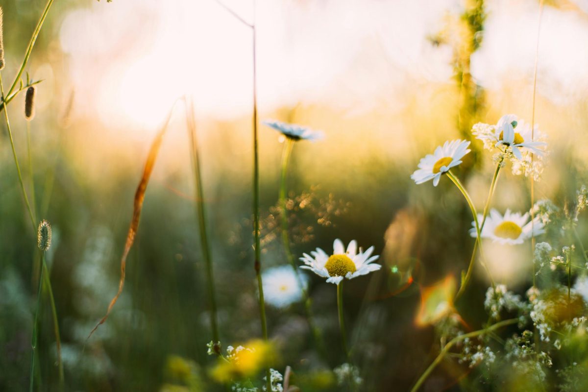 Photo by Daiga Ellaby on Unsplash
      